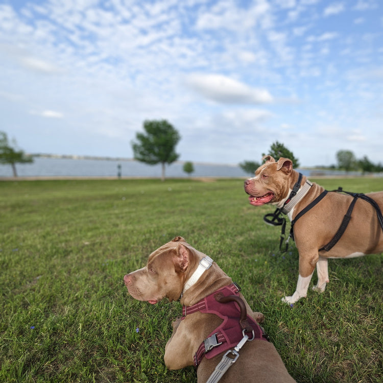 Broluxe Ltd. Co. XL American Bully SPRING Collection