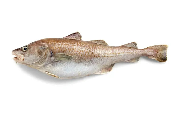 Broluxe Ltd. Co. XL American Bully AlaSkins 9oz Cod Whole Skin Sticks Fish