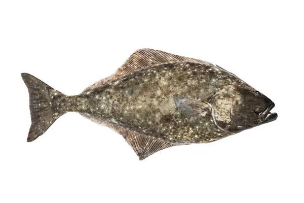 Broluxe Ltd. Co. XL American Bully AlaSkins 6oz Halibut Whole Skins Fish
