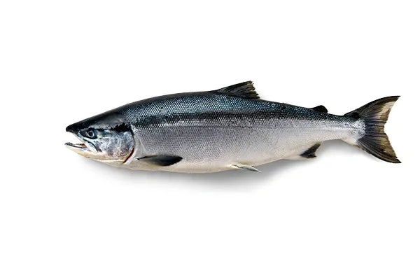 Broluxe Ltd. Co. XL American Bully AlaSkins Salmon Skins Fish