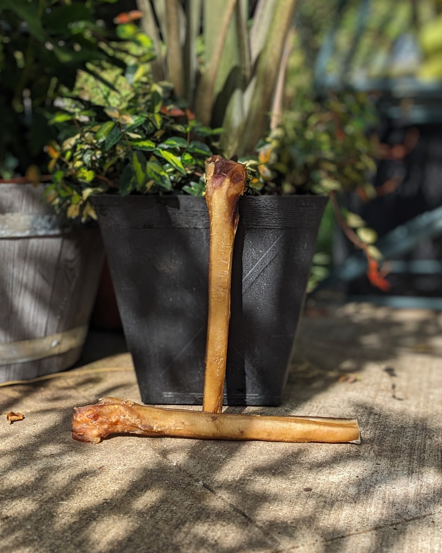 Broluxe Ltd. Co. XL American Bully | BullySticks Organic 12in XL Bully Stick