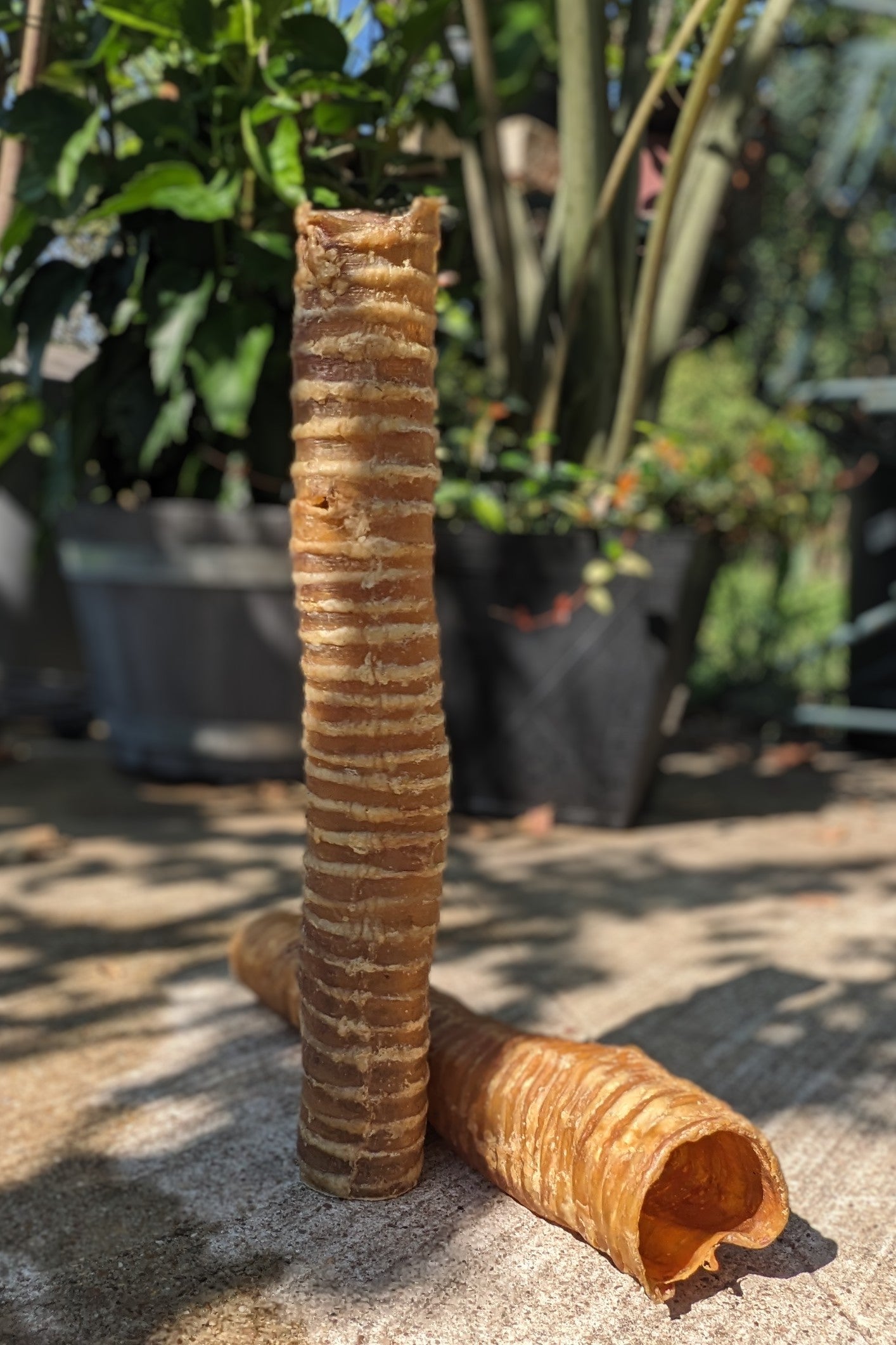 Broluxe Ltd. Co. XL American Bully | BullySticks Organic Trachea Stick