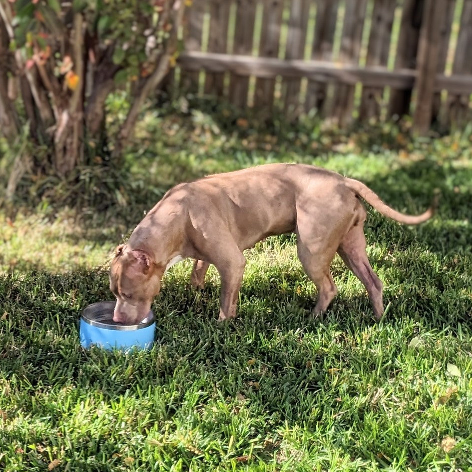 Broluxe Ltd. Co. XL American Bully COLDEST Pet Dog Bowl - 100 oz - Celestial Blue 304 Stainless Steel
