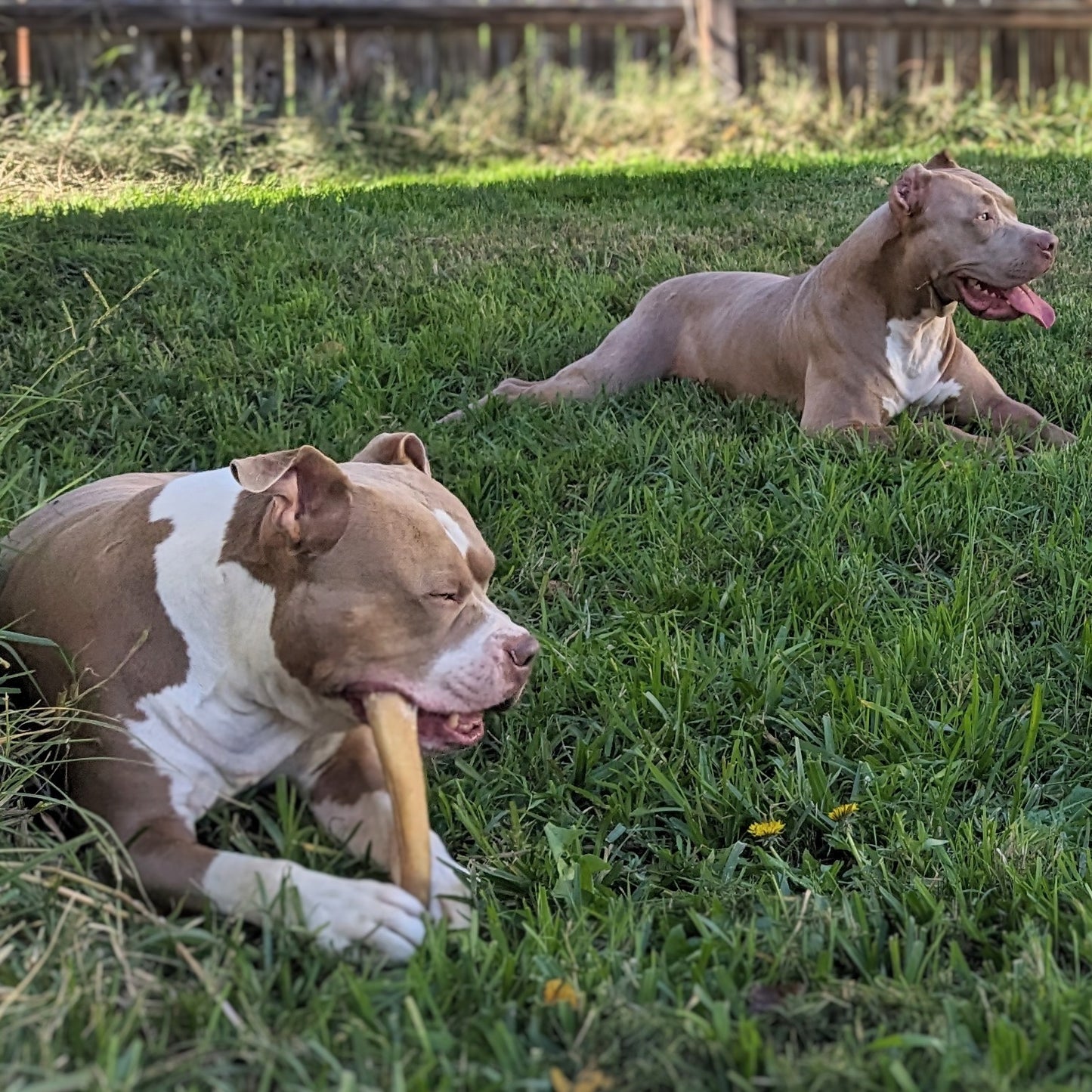 Broluxe Ltd. Co. XL American Bully | BullySticks Organic 12in XL Bully Stick