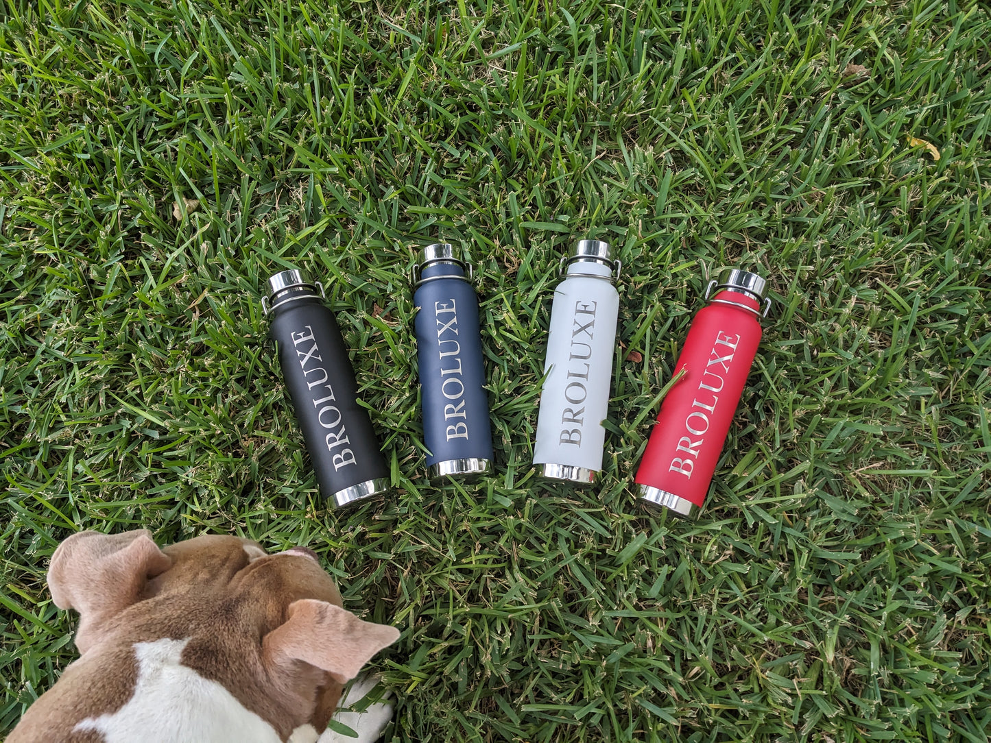 Broluxe Ltd. Co. XL American Bully Insulated Wide-Mouth Stainless Steel Bottle 22oz Black, Blue, White, Red