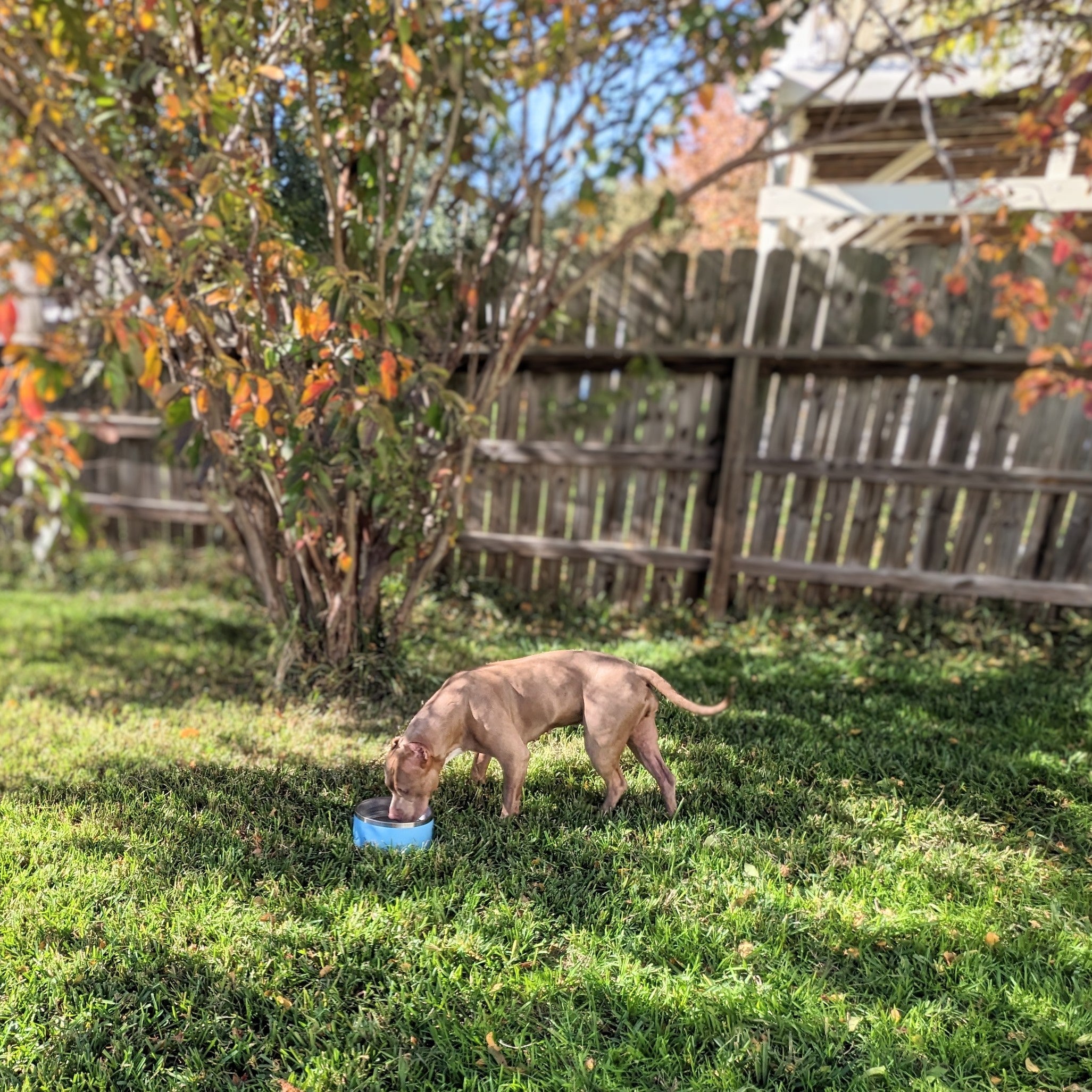 Broluxe Ltd. Co. XL American Bully Boujie Bowl Fall