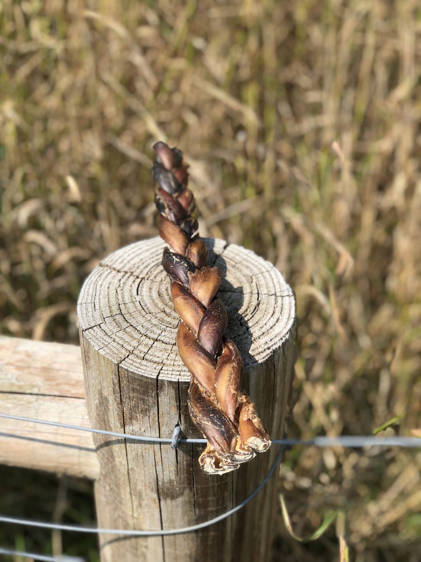 Broluxe Ltd. Co. XL American Bully | BullySticks Organic 12in Standard Braided Bully Stick