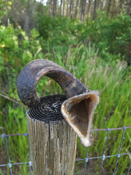 Broluxe Ltd. Co. XL American Bully | BullySticks Organic Lamb Horn Chew