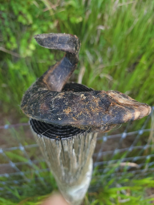 Broluxe Ltd. Co. XL American Bully | BullySticks Organic Lamb Horn Chew