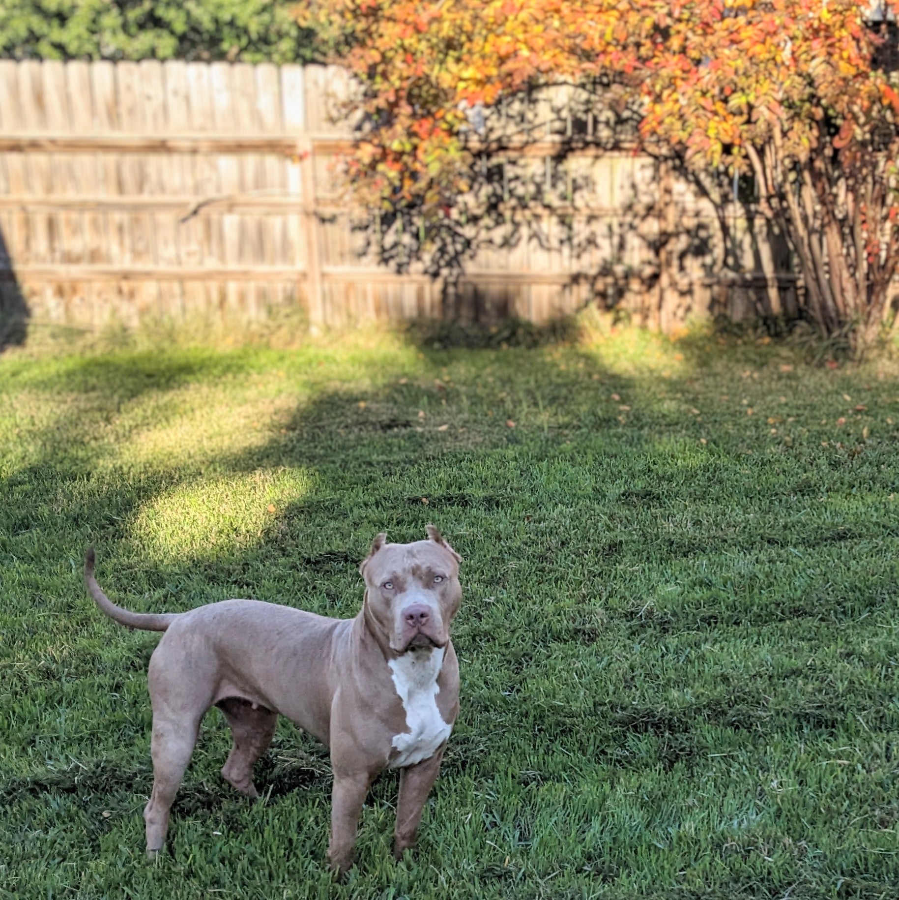 Broluxe Ltd. Co. XL American Bully Boujie Bath Fall