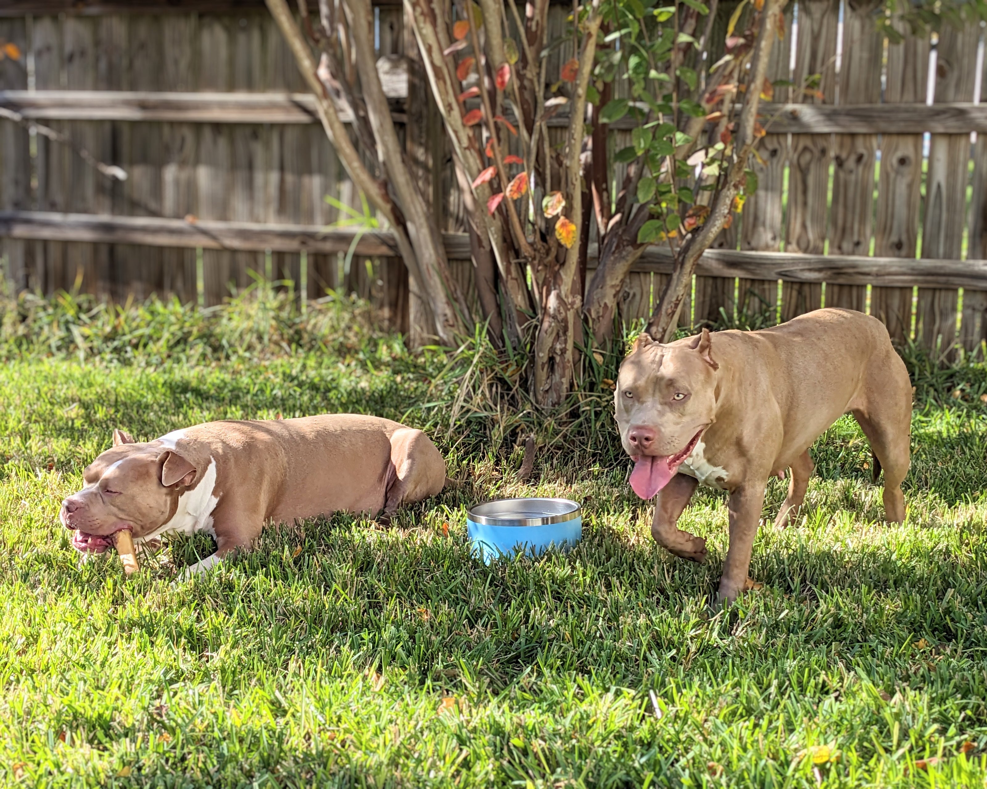 Broluxe Ltd. Co. XL American Bully Tank & Boujie Action Fall