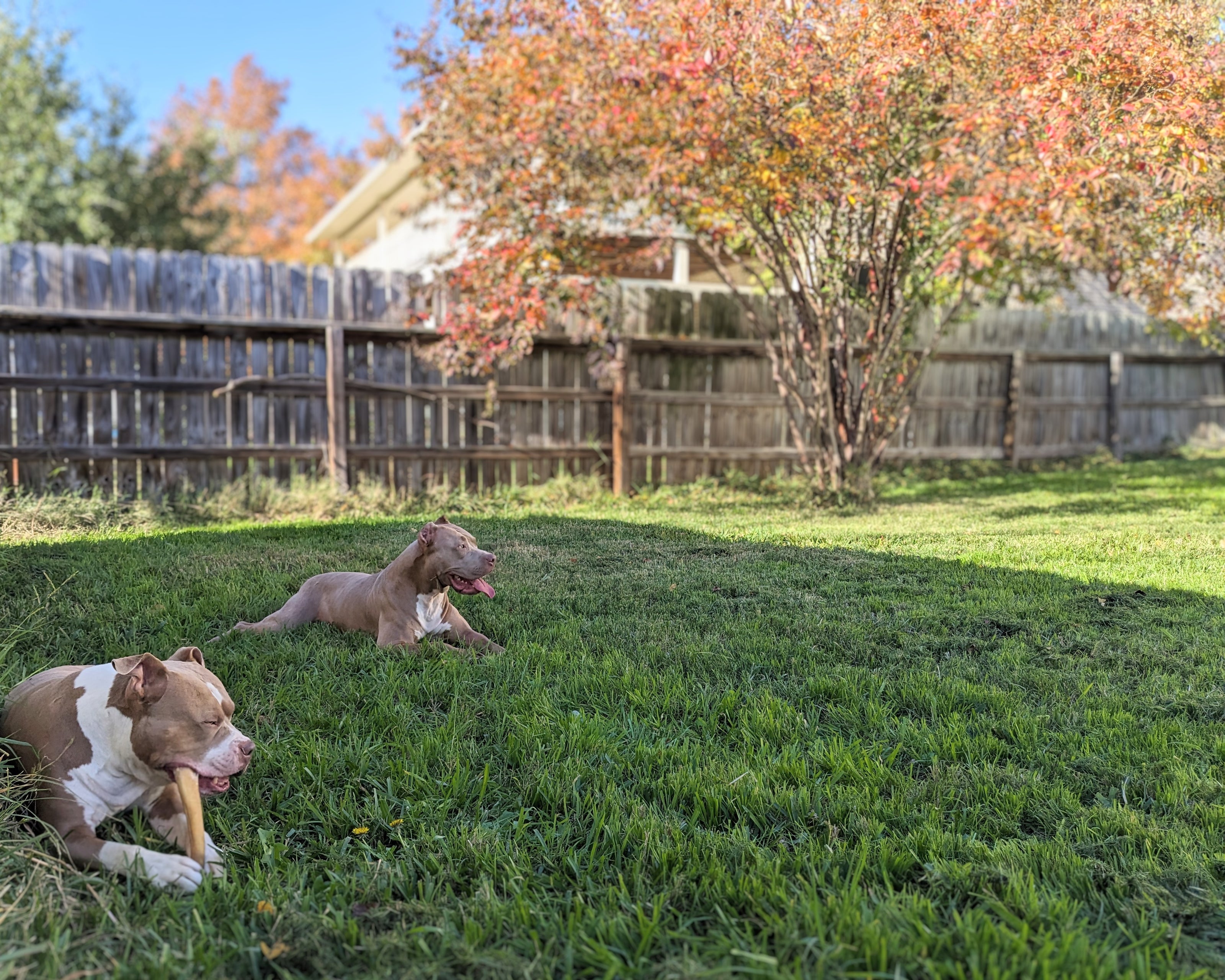 Broluxe Ltd. Co. XL American Bully Tank & Boujie Treats Fall